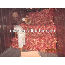 exportação de cebola vermelha fresca india